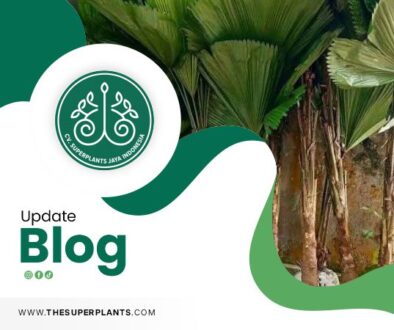 Indonesian Live Plants Exporter