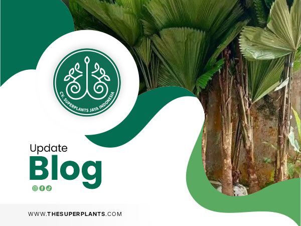 Indonesian Live Plants Exporter
