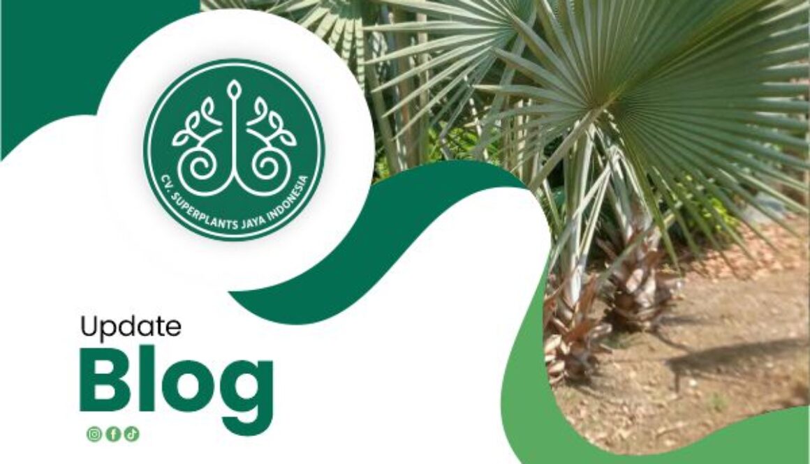 Palm-Tree-Exporter-rev