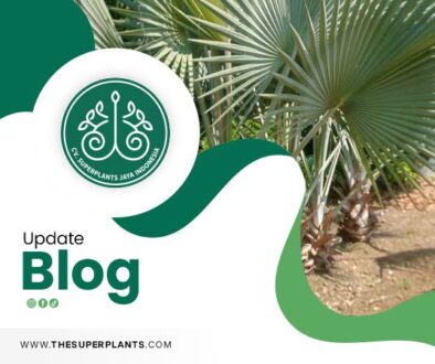 Palm-Tree-Exporter-rev