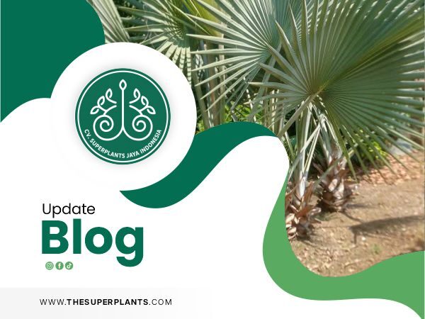 Palm-Tree-Exporter-rev