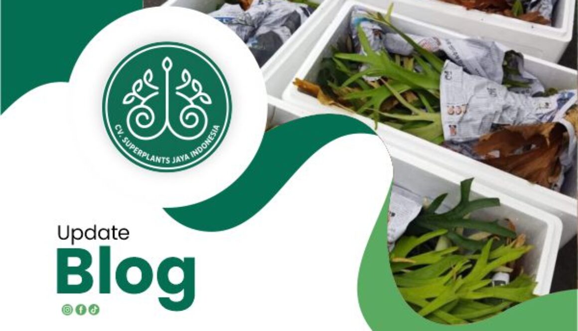 Trusted Indonesian Live Plants Exporter