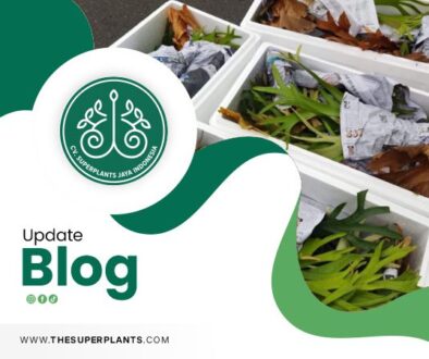 Trusted Indonesian Live Plants Exporter